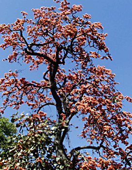 Mahua tree