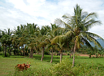 coconut groves