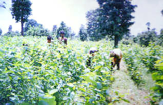 Balaghat, Madhya Pradesh Sericulture Industry - Mulberry Plantation