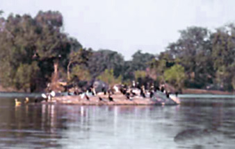 Pench river