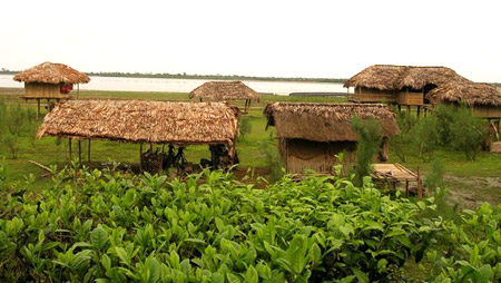 Tea Plantation at Dibru Saikhowa - Doomdooma, Tinsukia, Assam