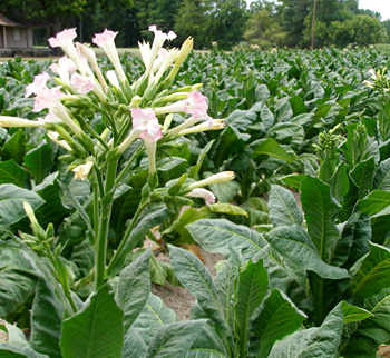 Tobacco, Indian Medicinal Plant
