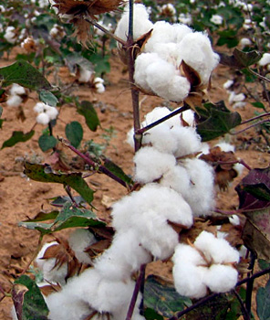 Cotton >Economy of <a href=