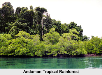 Andaman Tropical Rain Forest