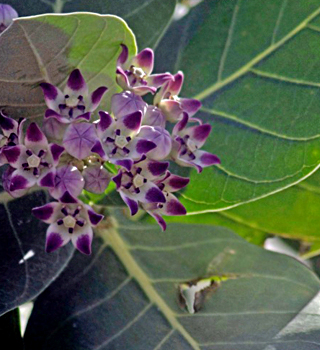 Shwetark Ganpati , Indian Plant