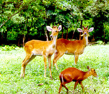 Keibul Lamjao National Park, Manipur