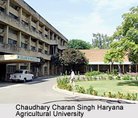 Chaudhary Charan Singh , Haryana