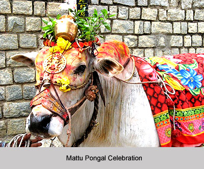 Mattu Pongal, Festival of Tamil Nadu