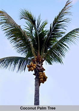 Coconut Palm Tree, Indian Tree