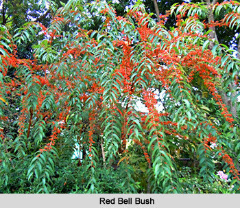 Red Bell Bush ,  Indian Shrub