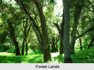 Forest Lands