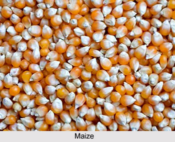 Maize, Indian Food Crop