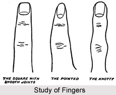 Study of Fingers, Palmistry