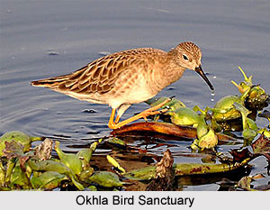 Okhla Bird Sanctuary