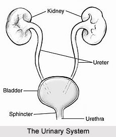 Causes of Urinary Disorders