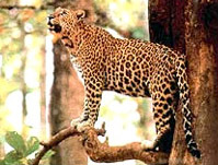 Chaprala Wildlife Sanctuary