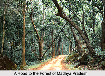 Forests of Madhya Pradesh