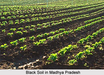 Crops of Madhya Pradesh