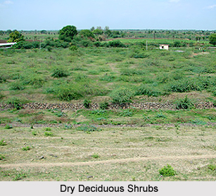 Flora of Dhar District