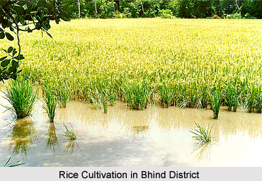Economy of Bhind District