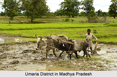 Soils of Madhya Pradesh