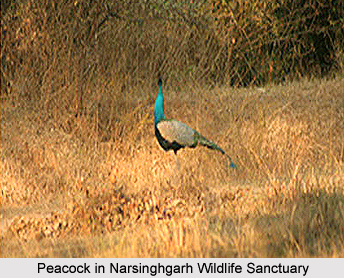 Narsinghgarh Wildlife Sanctuary