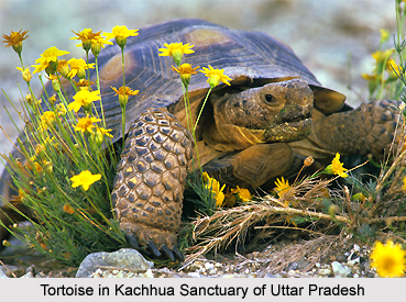 Kachhua Sanctuary, Varanasi, Uttar Pradesh