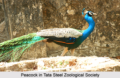 Tata Steel Zoological Society, Jamshedpur