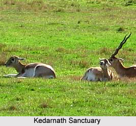 Wildlife Sanctuaries of Uttarakhand