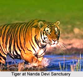Wildlife Sanctuaries of Uttarakhand