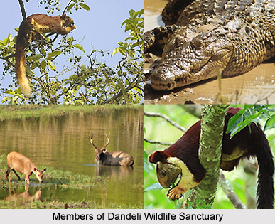 Dandeli Wildlife Sanctuary, Karnataka