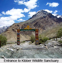 Kibber Wildlife Sanctuary, Himachal Pradesh