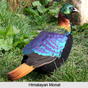 Common birds in India
