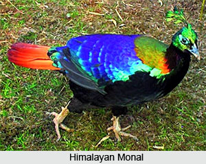 Himalayan Monal, Bird