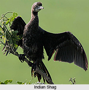 Common birds in India