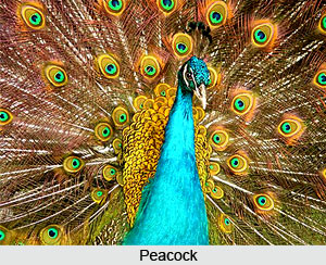 Peacock, National Bird of India