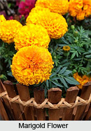 Marigolds, Indian Flower