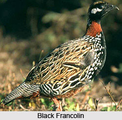 Black Francolin, Bird