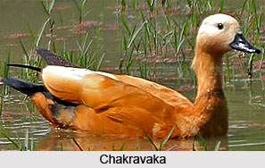 Chakravaka, Bird