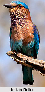 Indian Roller, Bird