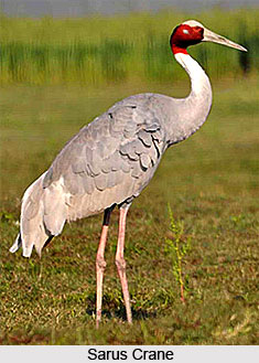 Sarus Crane, Bird