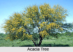 Acacia Tree in India