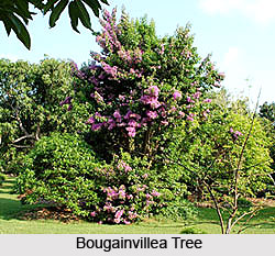 Bougainvillea Tree , Indian Tree