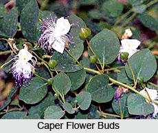 Caper Flowers