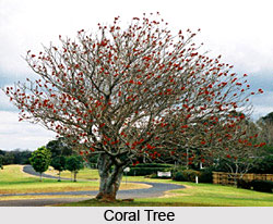 Coral Tree, Indian Tree