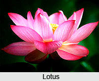 Lotus , Indian Flower