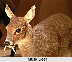 Musk Deer, Indian Animal