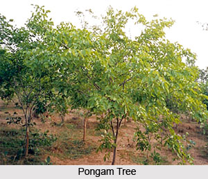 Pongam Tree, Indian Tree