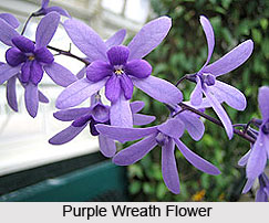 Purple Wreath  , Indian Shrub