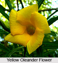 Yellow Oleander  , Indian Shrub